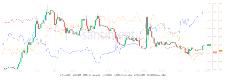 Cardano Supply Distribution chart.
