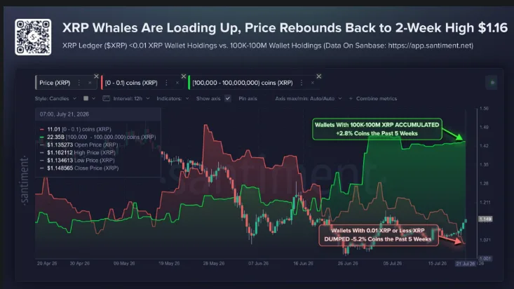 XRP WHALES DATA CHART