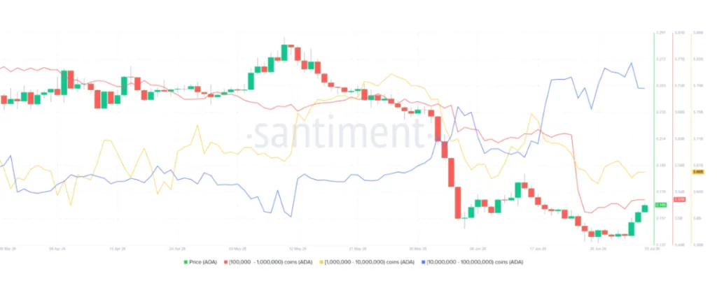 CARDANO'S LARGE HOLDERS CHART