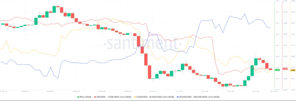 Cardano supply distribution chart